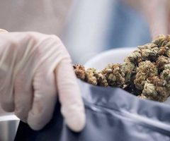 Le Kentucky devient le 38è Etat américain à légaliser le cannabis médical