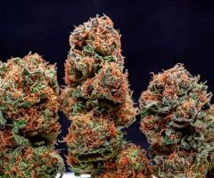 Le président chilien promulgue une « loi anti-narco » autorisant l’autoculture de cannabis à usage médical