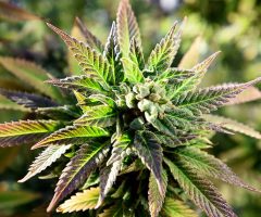 Le Vermont élargit les possibilités d’autoculture et l’accès des patients au cannabis