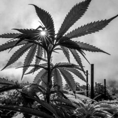 Le gouvernement ne proposera pas la légalisation du cannabis médical en 2024 en France