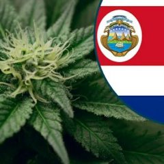 Projet de loi au Costa Rica pour permettre l’autoculture du cannabis
