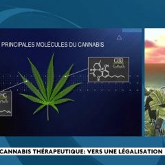 Polynésie La loi sur le cannabis thérapeutique en route vers l’Assemblée