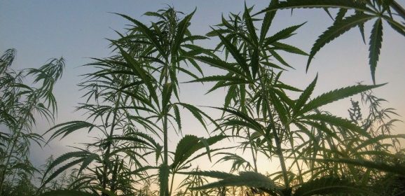Le cannabis pourrait offrir une protection contre le Covid-19