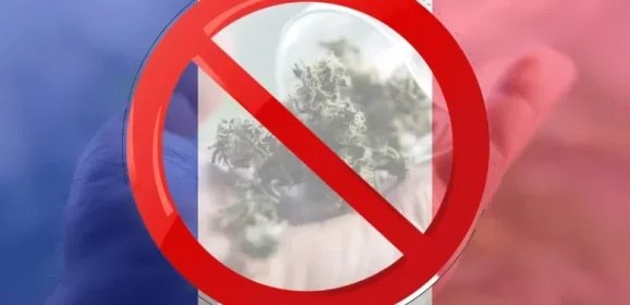 Fleurs séchées cannabis médical : le CIRC dénonce l’injustice