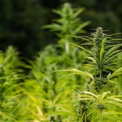 Les terpènes dans le cannabis médicinal : un défi de formulation