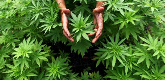 Etude sur les patients qui font le choix du cannabis illégal aux Etat Unis