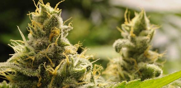 Légalisation du cannabis en France : où en sommes-nous ?