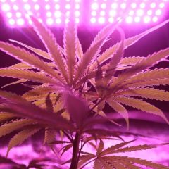 Cannabis bioélectrique