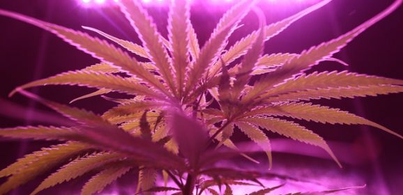 Cannabis bioélectrique