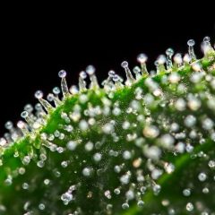 Nanoémulsion de cannabidiol et cancer du sein
