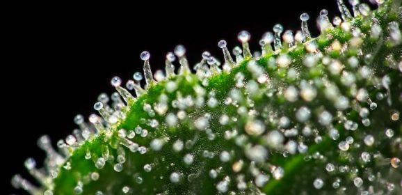 Nanoémulsion de cannabidiol et cancer du sein