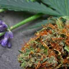 Linalol : cannabis et lavande