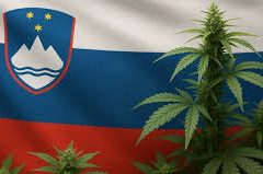 Cannabis thérapeutique : la Slovénie change la donne