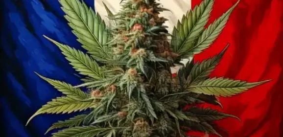 Budget de la Sécu : les sénateurs écologistes veulent créer une taxe sur le cannabis