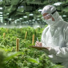 Bedrocan® forte à 25 % de THC est disponible sur le marché allemand