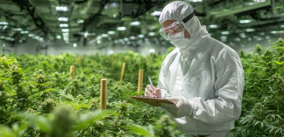 Bedrocan® forte à 25 % de THC est disponible sur le marché allemand