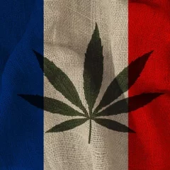 Accès des patients aux médicaments à base de cannabis : amendement en discutions