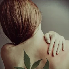 Effets immunomodulateurs d’un extrait de cannabis riche en CBD 