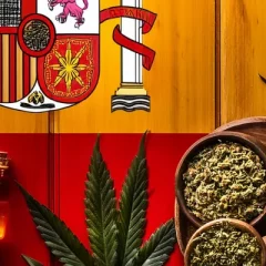 Le cannabis médical connaît une croissance rapide en Espagne
