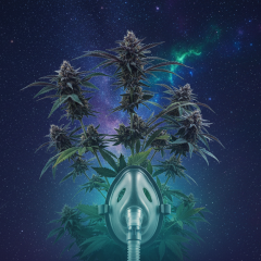 Apnée du sommeil : le cannabis pourrait améliorer les symptômes