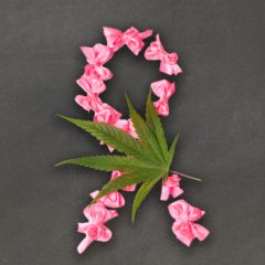 Deux composés issus du cannabis présentent des effets anticancéreux prometteurs