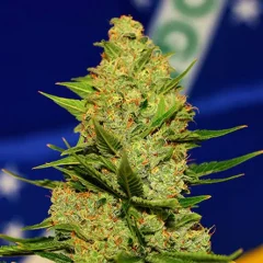 Au Brésil, on demande à relever la limite de THC pour le chanvre à 1 %