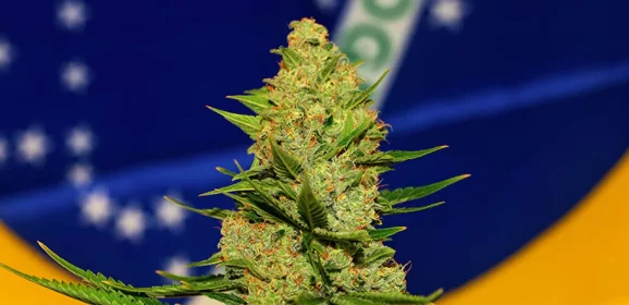 Au Brésil, on demande à relever la limite de THC pour le chanvre à 1 %