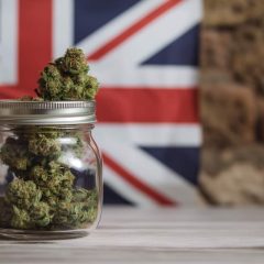 Douleurs chroniques chez les populations post-industrielles : le cannabis médical pourrait-il être une solution ?