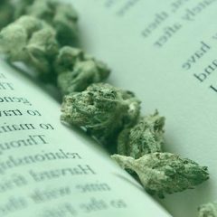 Le cannabidiol décrypté : ce que la lecture documentaire révèle sur le CBD