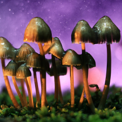 La psilocybine : plus prometteuse que le cannabis pour les troubles obsessionnels-compulsifs