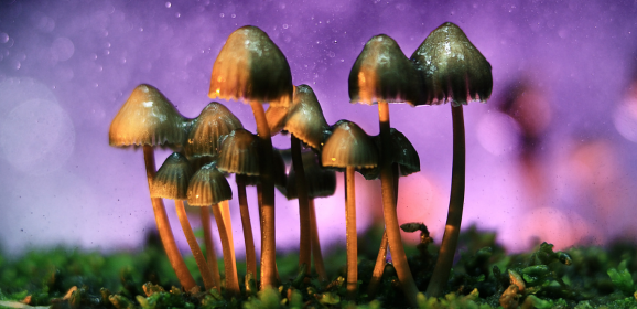 La psilocybine : plus prometteuse que le cannabis pour les troubles obsessionnels-compulsifs