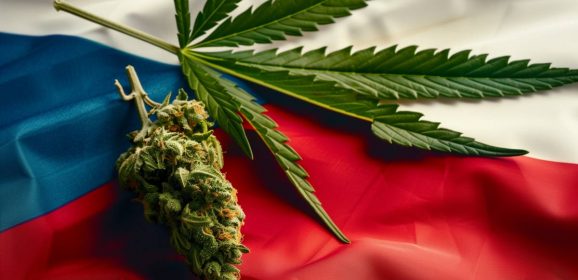 Psilocybine et cannabis : la République tchèque ouvre un nouveau chapitre dans le domaine de la santé