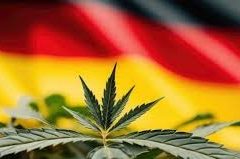 La monographie du cannabis thérapeutique en Espagne