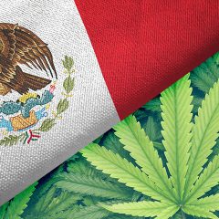 Mexique : cholestérol  et cannabis , la science frappe à la porte de la santé publique