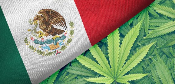 Mexique : cholestérol  et cannabis , la science frappe à la porte de la santé publique