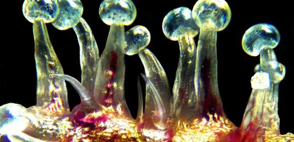 Des enzymes ancestrales du cannabis pour de nouveaux médicaments