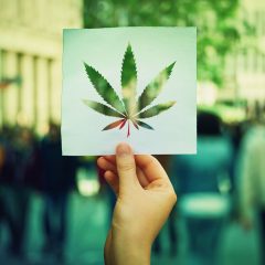 Comme pour l&rsquo;alcool, mais pour le cannabis : les experts définissent des limites plus sûres