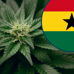 Le Ghana tente de lancer son industrie locale du cannabis médical