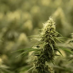 Cannabis : de la culture au magasin – quelques aperçus sur la stabilité et l’accès au contrôle de la qualité