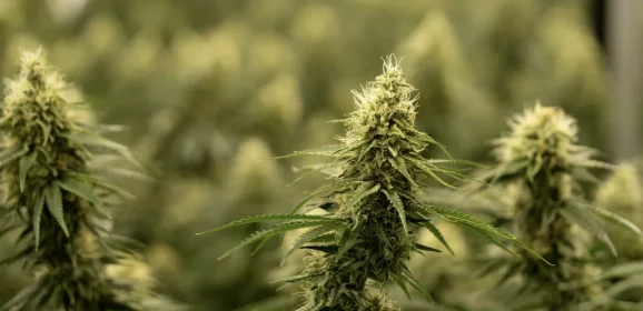 Cannabis : de la culture au magasin – quelques aperçus sur la stabilité et l’accès au contrôle de la qualité