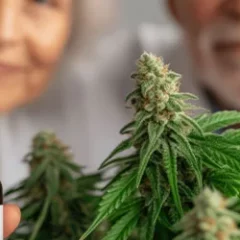 Les personnes âgées se tournent vers le cannabis  au lieu des médicaments – nouvelle étude AMA
