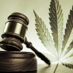 92 % d’opinions favorables : le cannabis thérapeutique, une demande citoyenne !