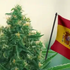 L&rsquo;Espagne sera-t-elle la nouvelle plaque tournante européenne du cannabis médical ? Tous les scénarios