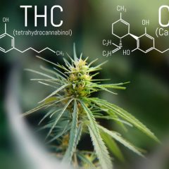 Le rapport de concentration de cannabidiol (CBD): Le taux de concentration de tétrahydrocanabinol (THC) est essentiel pour la neuroprotection et la récupération après une lésion cérébrale traumatique