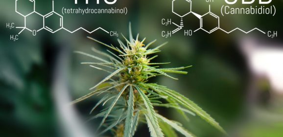 Le rapport de concentration de cannabidiol (CBD): Le taux de concentration de tétrahydrocanabinol (THC) est essentiel pour la neuroprotection et la récupération après une lésion cérébrale traumatique
