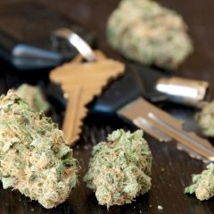 Le gouvernement de la Nouvelle-Galles du Sud va introduire des réformes sur la conduite du cannabis