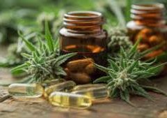 Baromètre du cannabis T1 2026 – Le cannabis médical n’est pas un « ratio ultime »