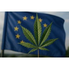 L&rsquo;Europe a besoin de cannabis pharmaceutique. L&rsquo;Amérique latine a ce qu&rsquo;il faut