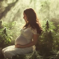 L’association entre l’exposition prénatale au cannabis avec et sans tabac et le développement cognitif et linguistique précoce chez un échantillon d’enfants exposés à la polysubstance