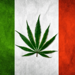 Cannabis médical légal, patients au commissariat : l&rsquo;État traite les patients par le biais d&rsquo;interrogatoires